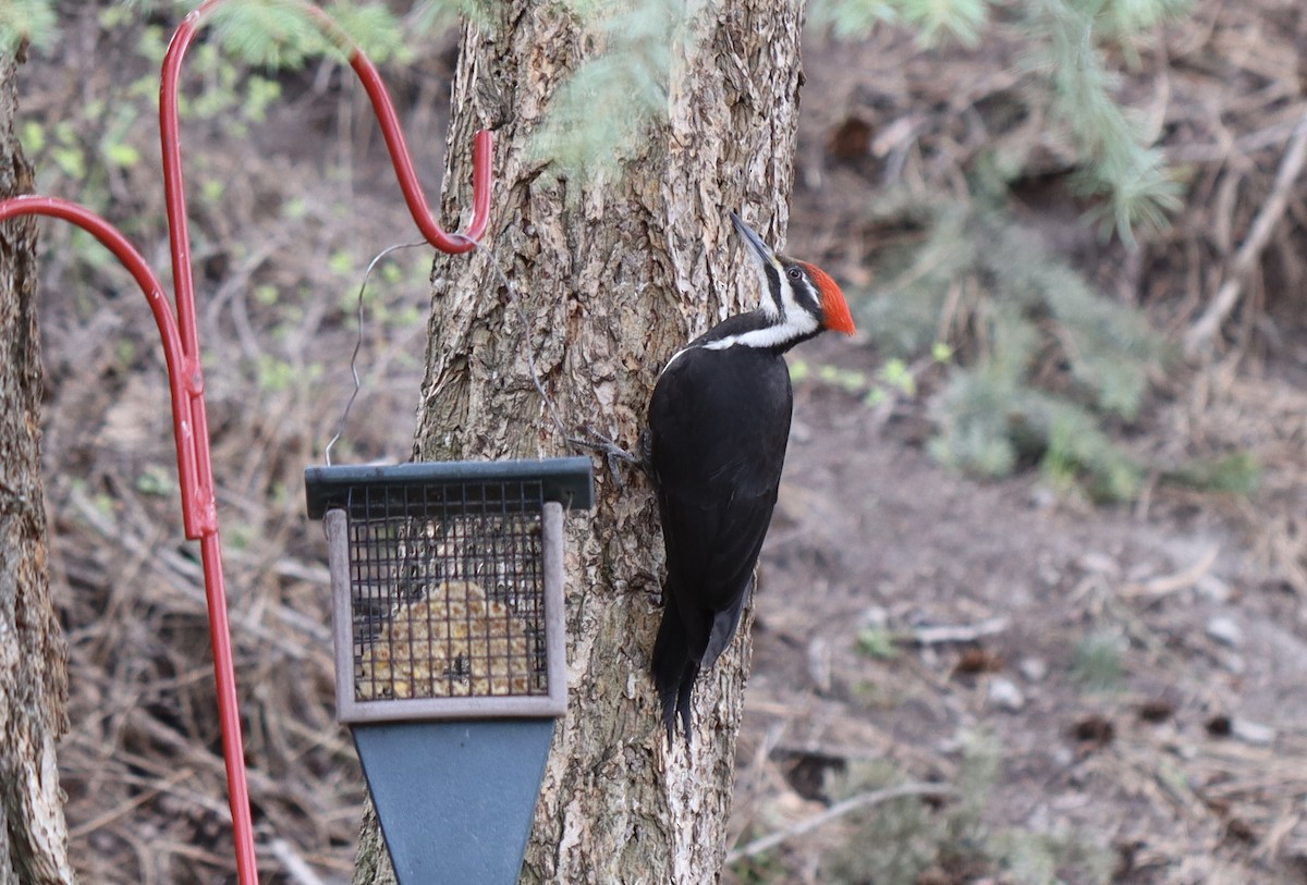 Pileated Woodpecker - ML617948166