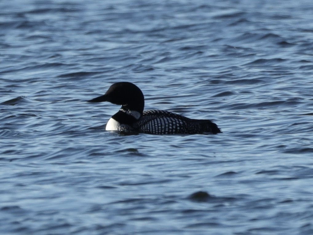 Common Loon - Mike McInnis