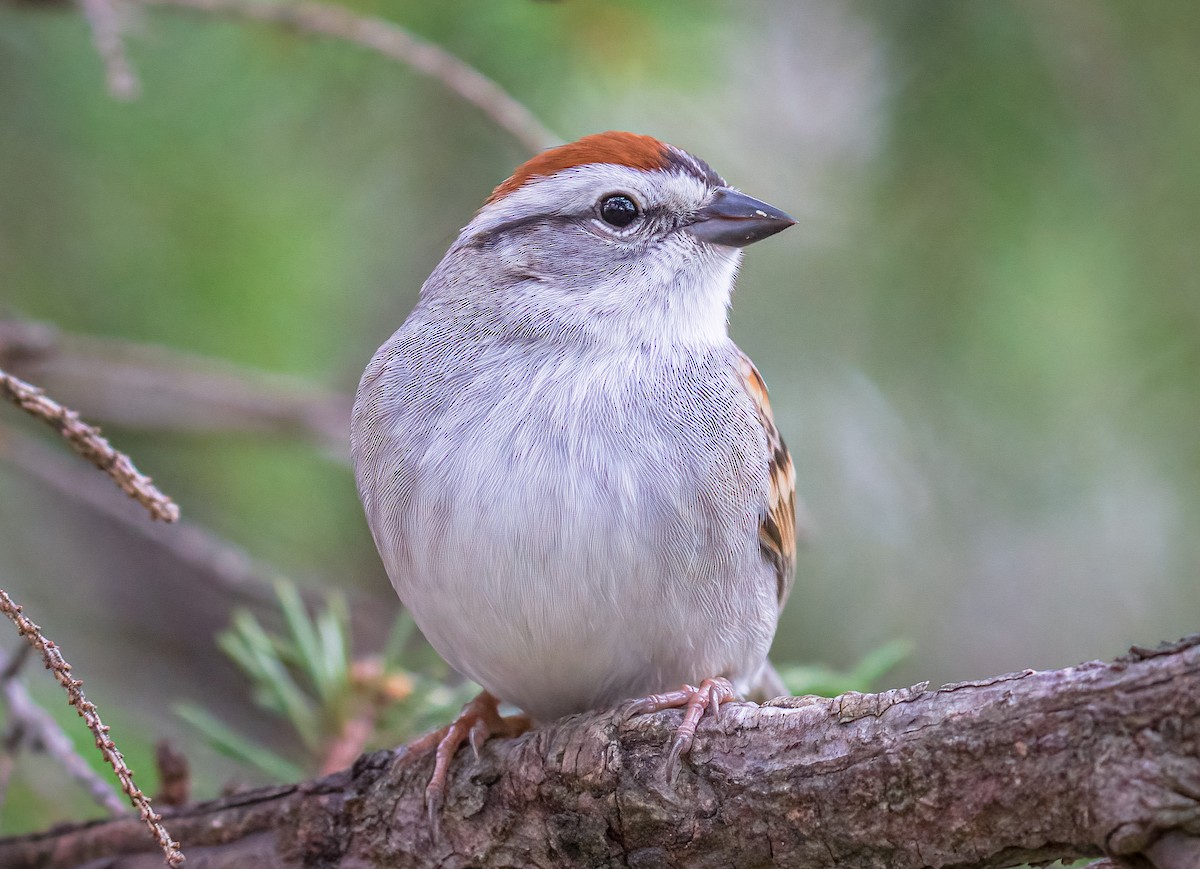 Chipping Sparrow - ML617948173