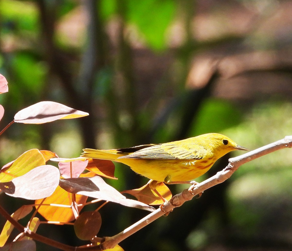 Yellow Warbler - Guadalupe Esquivel Uribe