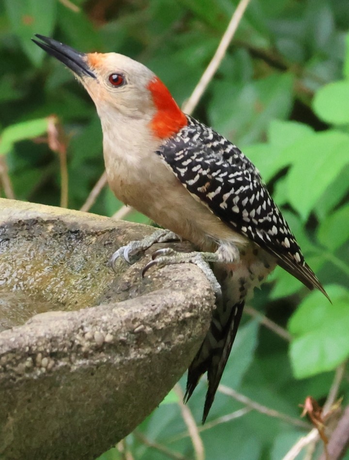 Red-bellied Woodpecker - ML617948193