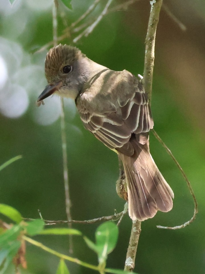 Great Crested Flycatcher - Anonymous