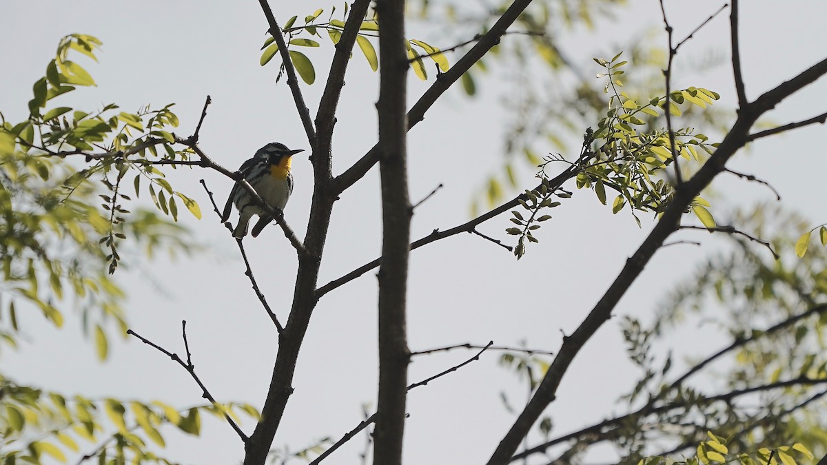 Yellow-throated Warbler - ML617948198