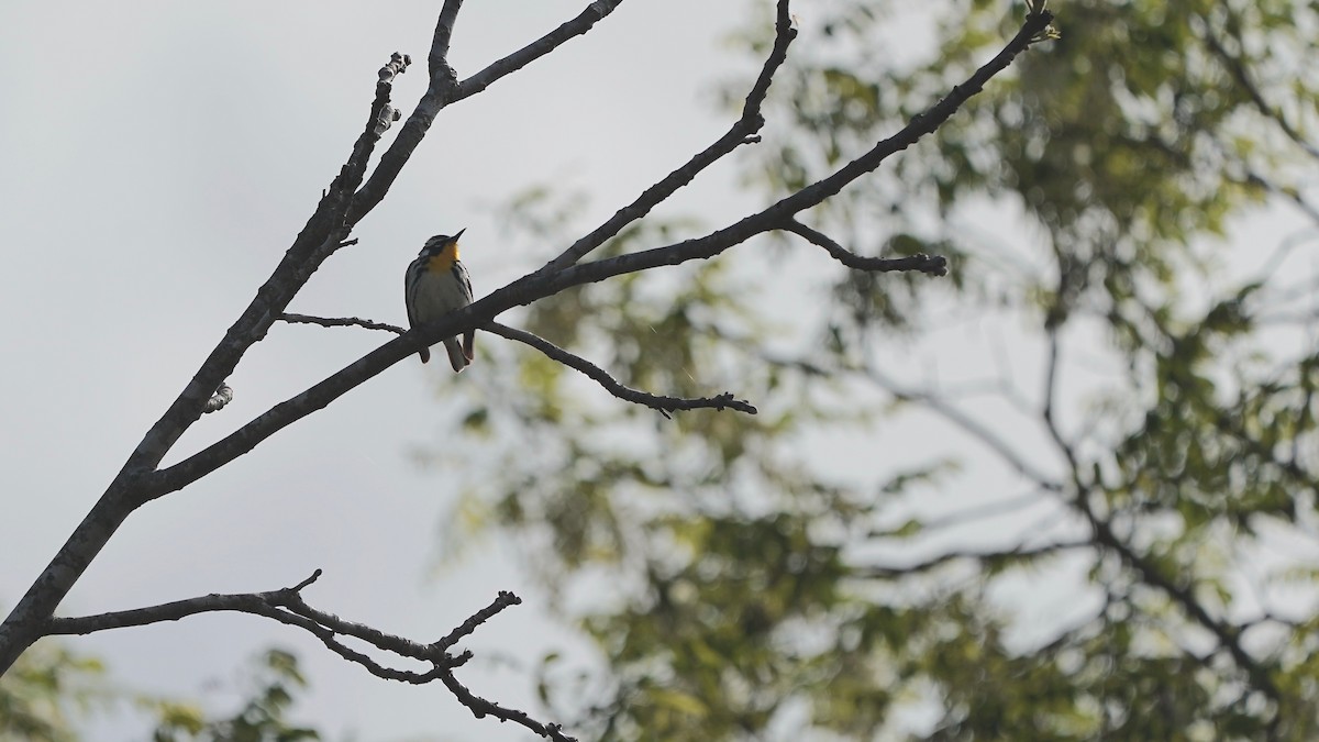 Yellow-throated Warbler - ML617948201