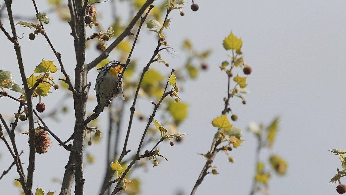 Yellow-throated Warbler - ML617948204