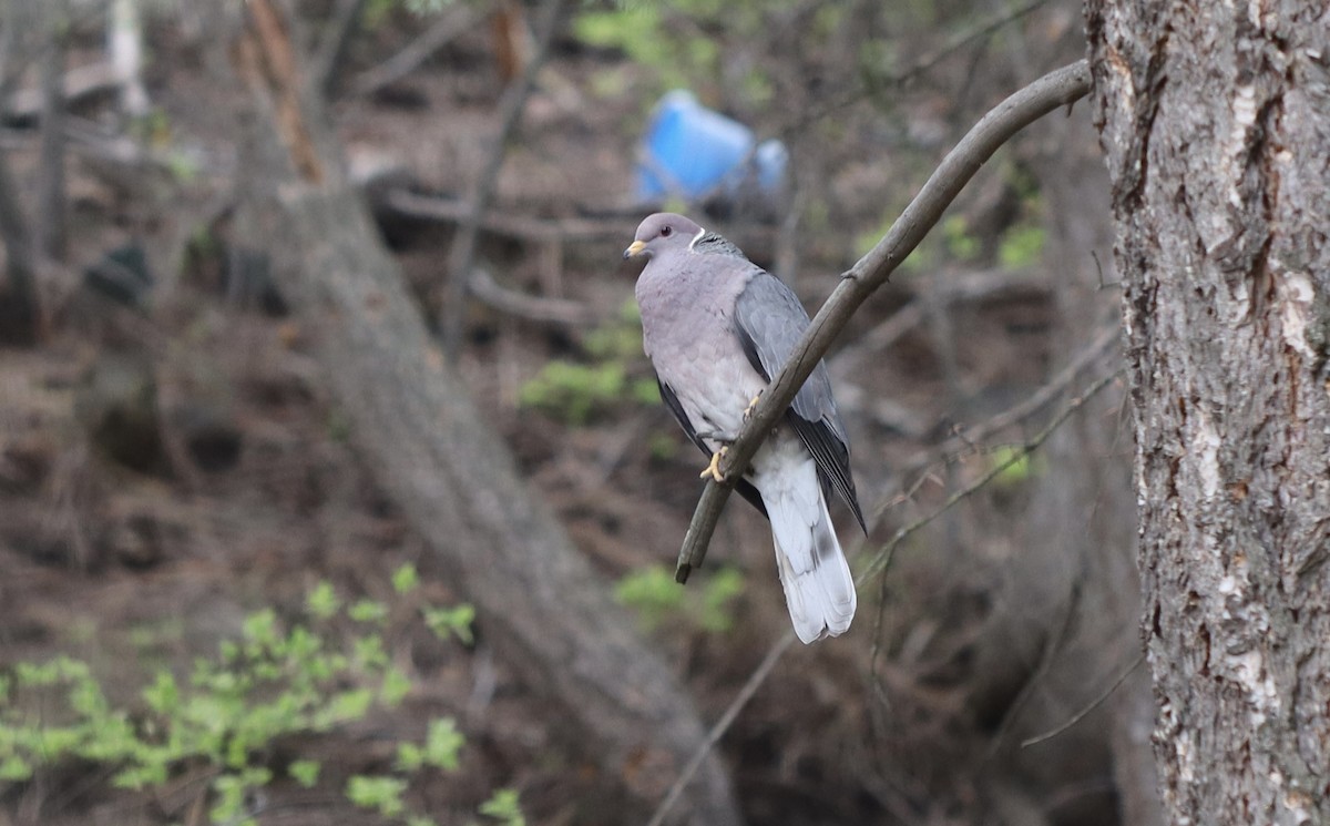 Band-tailed Pigeon - ML617948206