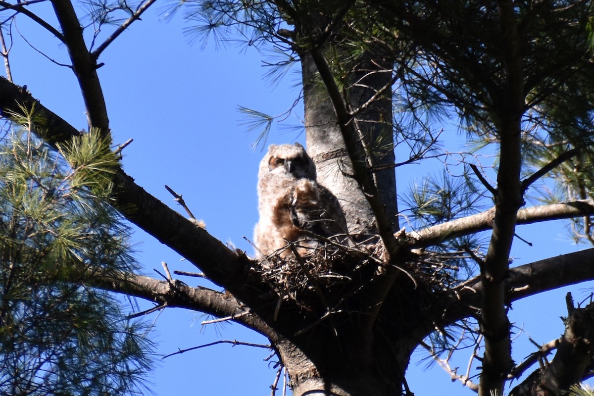 Great Horned Owl - ML617948211