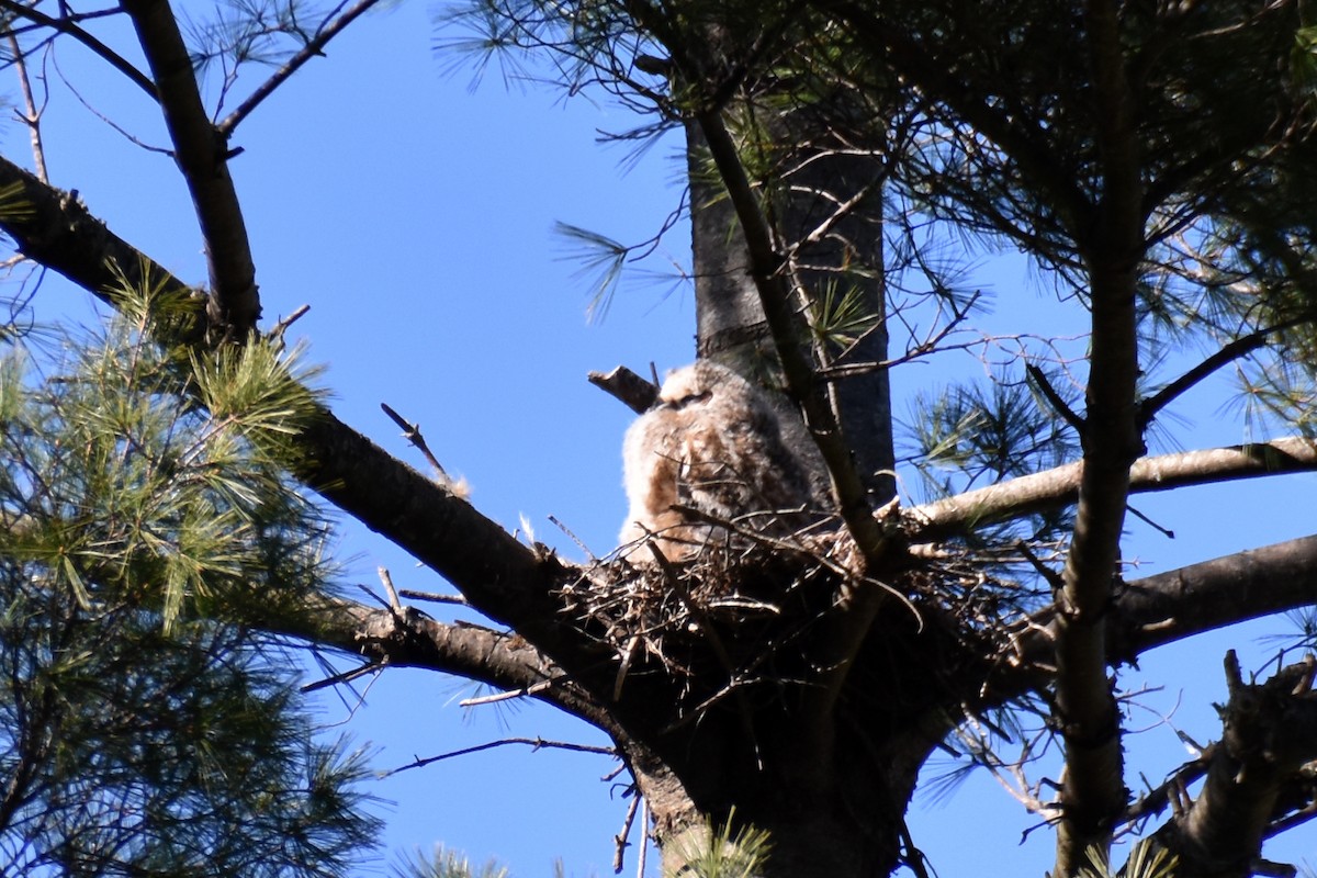 Great Horned Owl - ML617948212