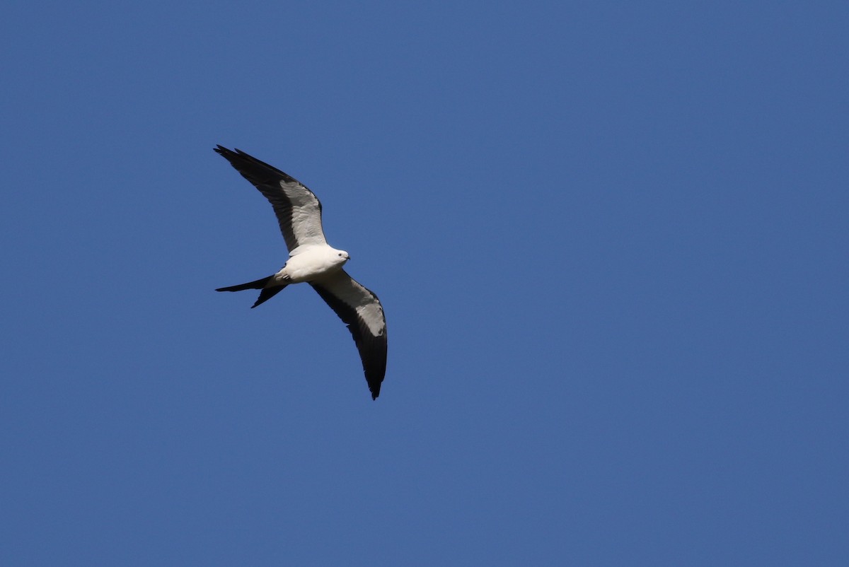 Swallow-tailed Kite - ML617948221