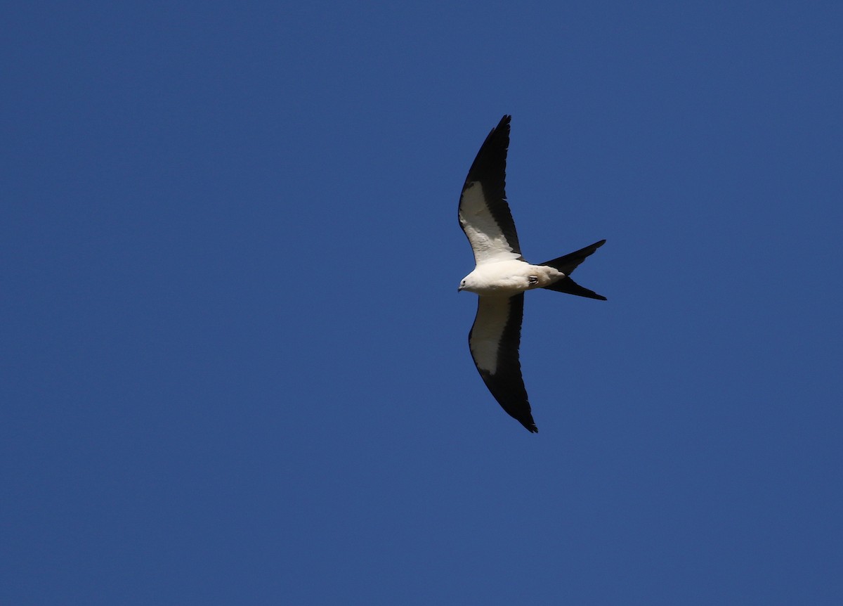 Swallow-tailed Kite - ML617948223
