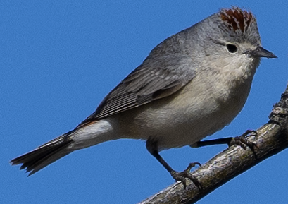 Lucy's Warbler - ML617948258