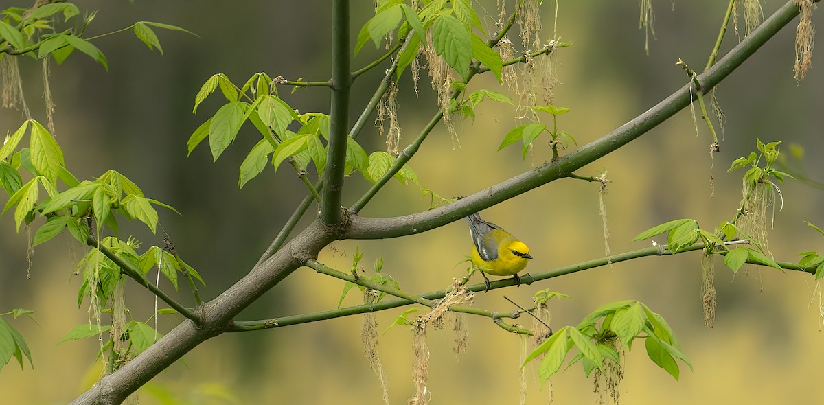 Blue-winged Warbler - Tammy Anderson