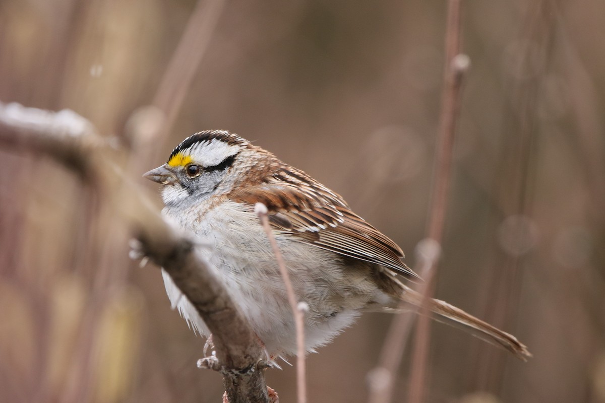 White-throated Sparrow - ML617948405