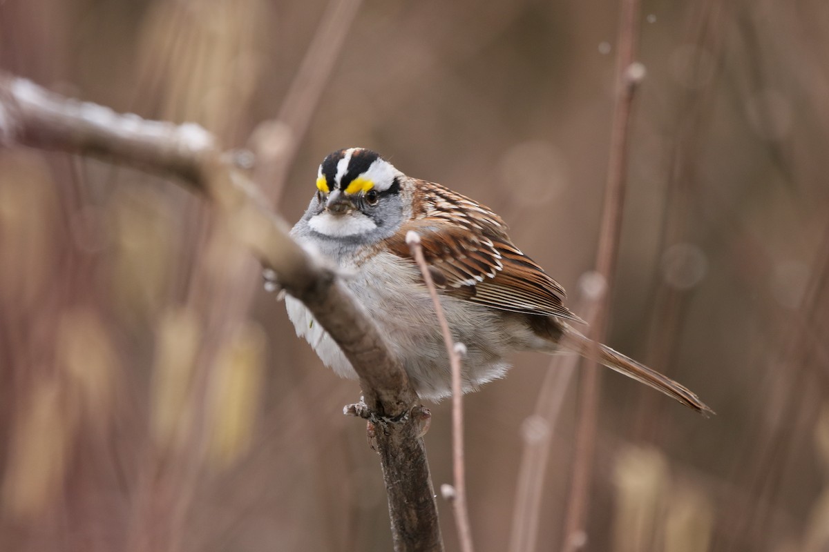 White-throated Sparrow - ML617948419