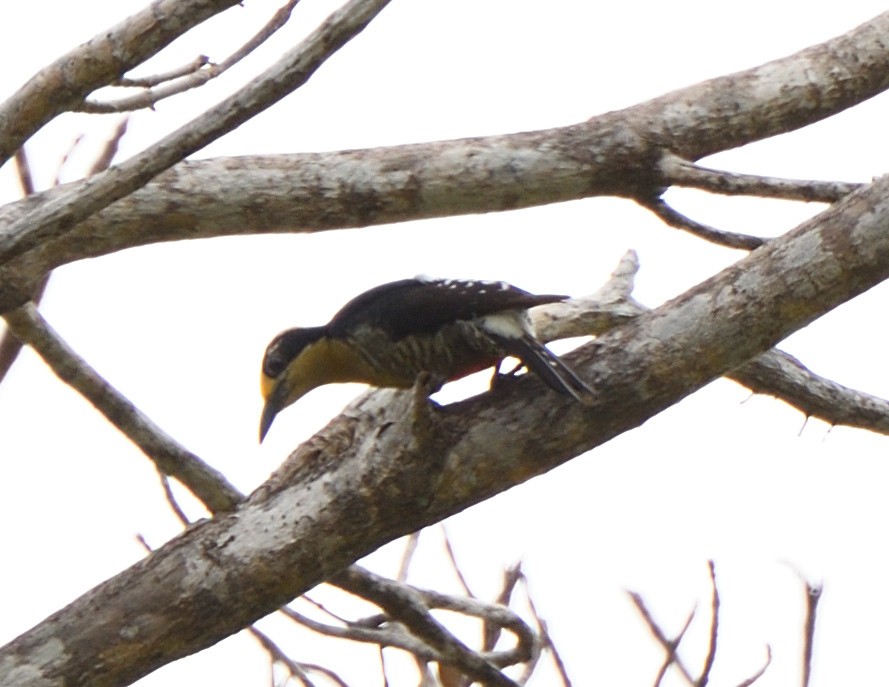 Golden-naped Woodpecker - ML617948422