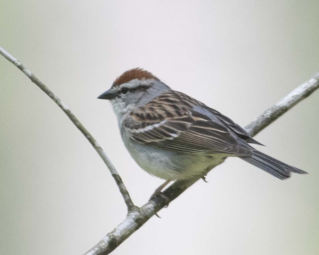 Chipping Sparrow - ML617948444