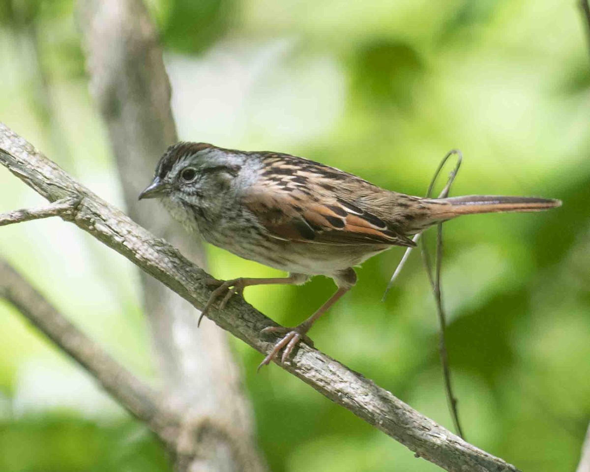 Swamp Sparrow - Gary Hofing