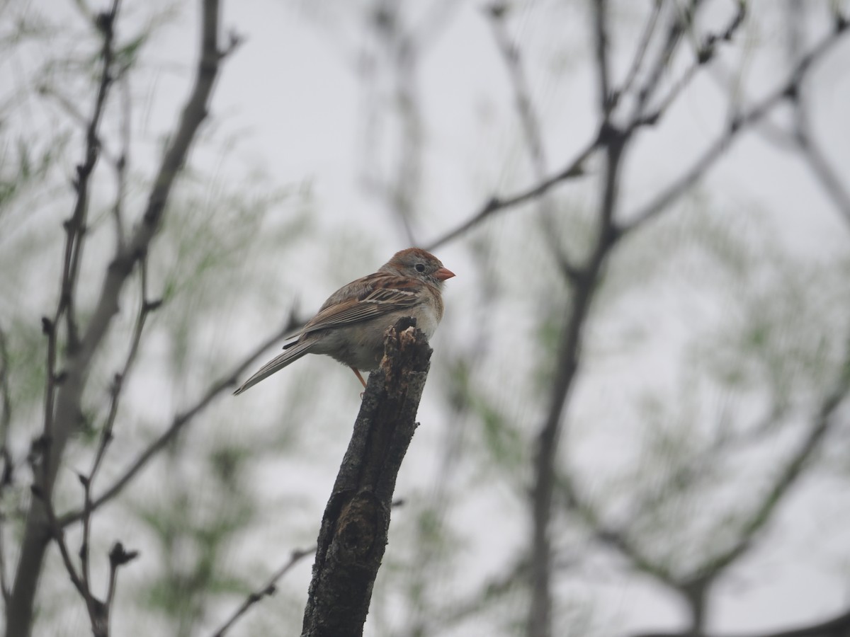 Field Sparrow - ML617948476