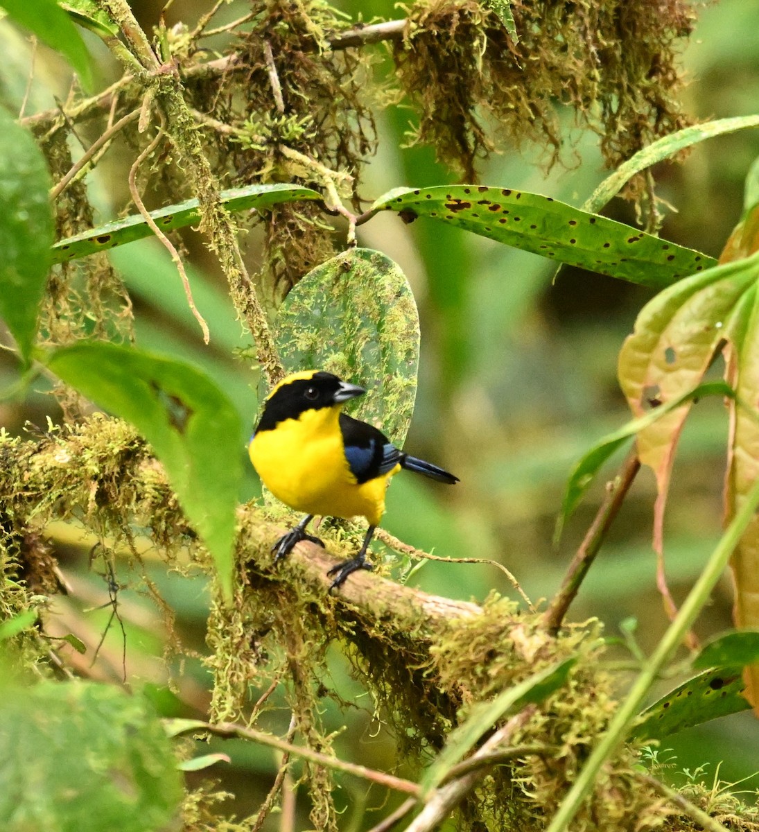 Blue-winged Mountain Tanager - ML617948481