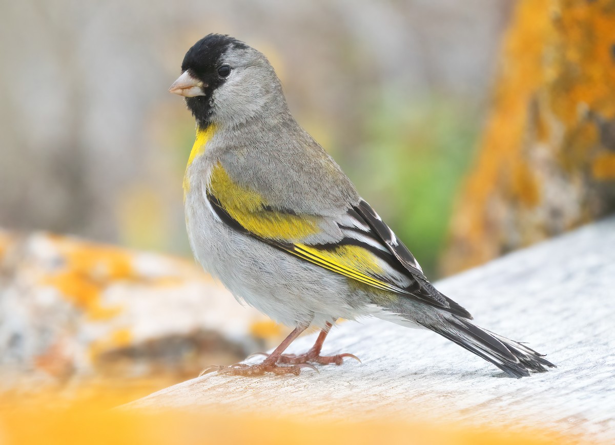 Lawrence's Goldfinch - ML617948482