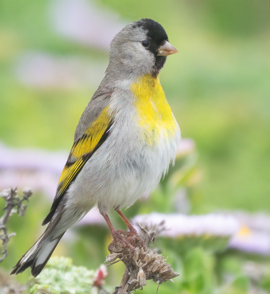Lawrence's Goldfinch - ML617948489