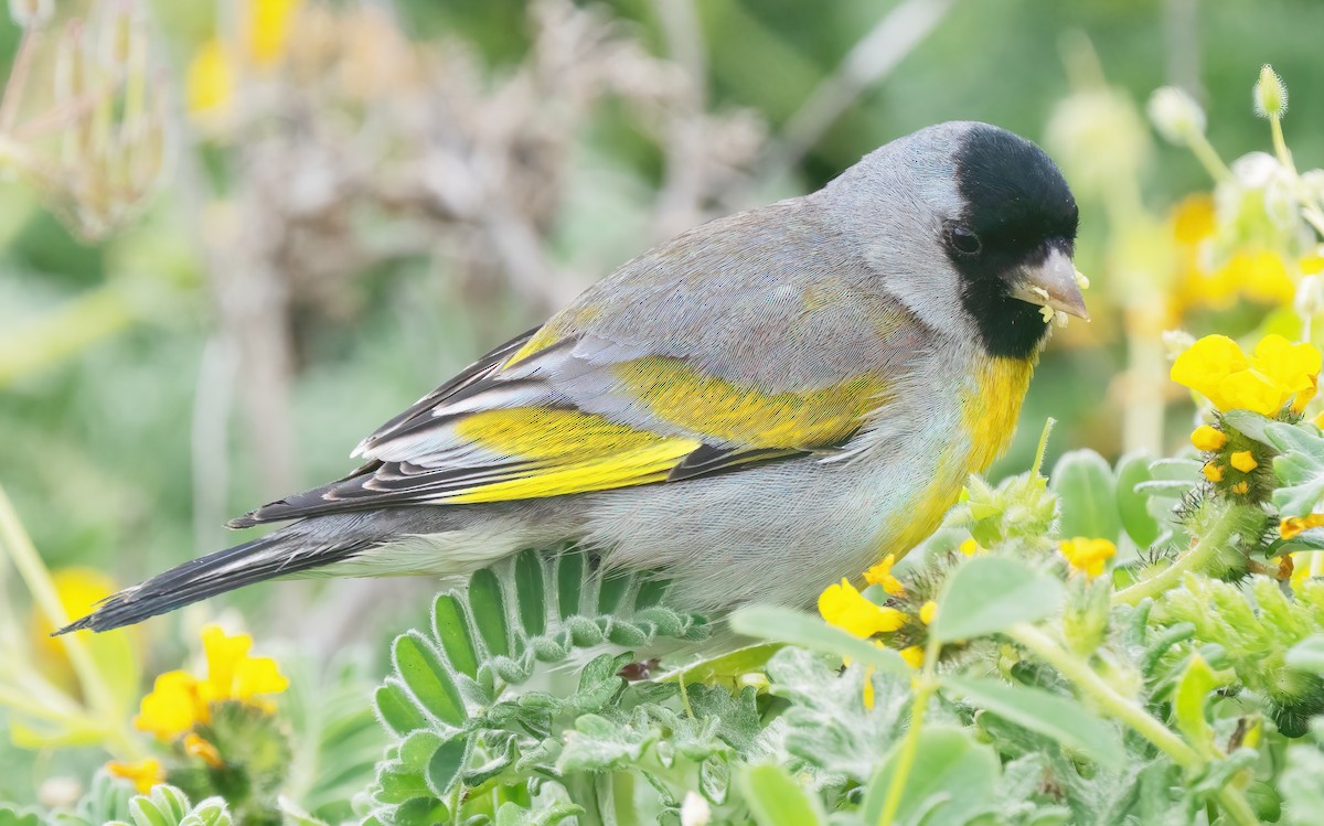 Lawrence's Goldfinch - ML617948490