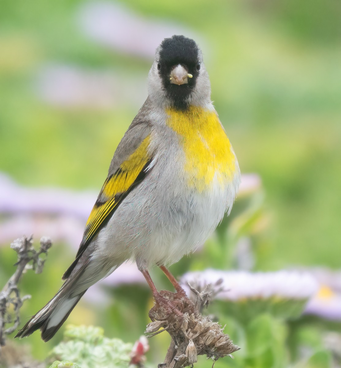 Lawrence's Goldfinch - ML617948501