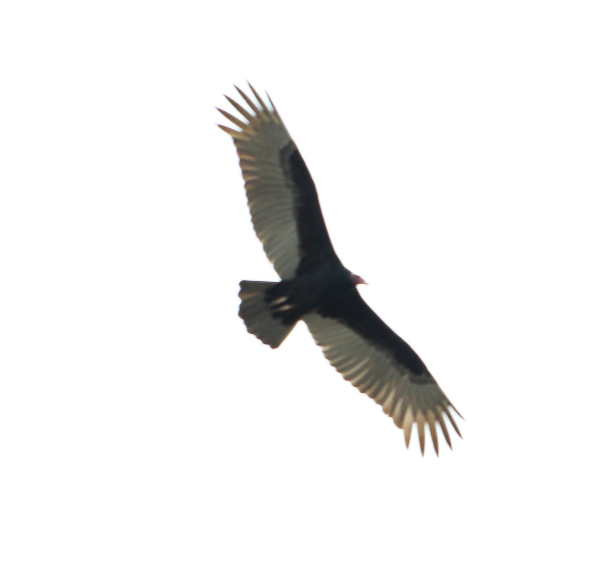 Turkey Vulture - ML617948518