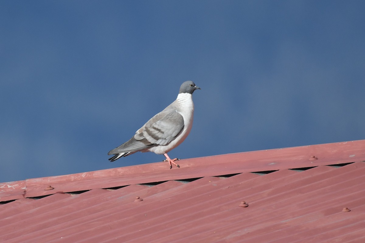 Snow Pigeon - ML617948521