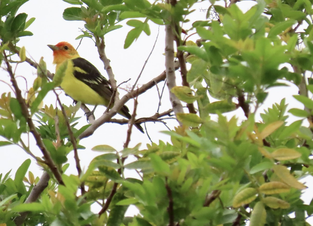 Western Tanager - ML617948523