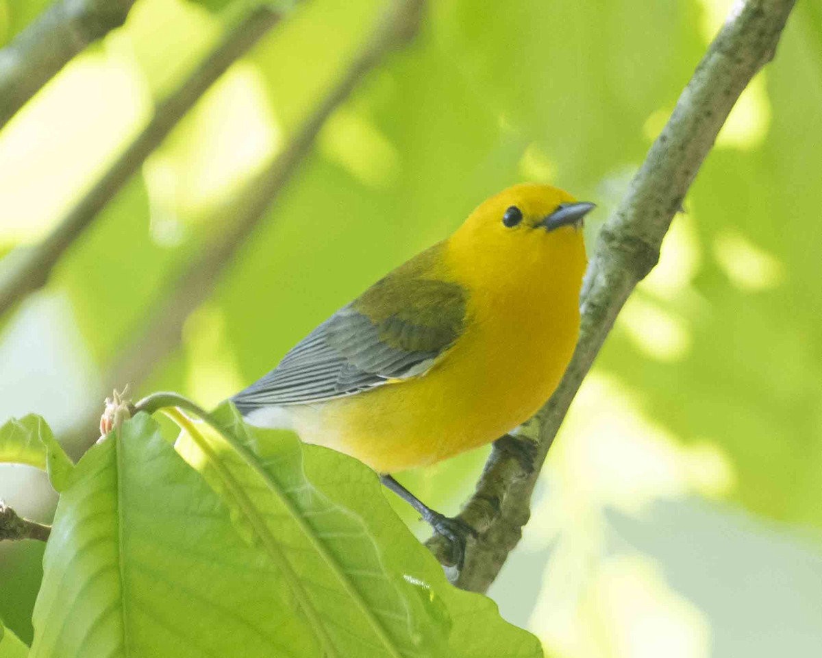 Prothonotary Warbler - ML617948526