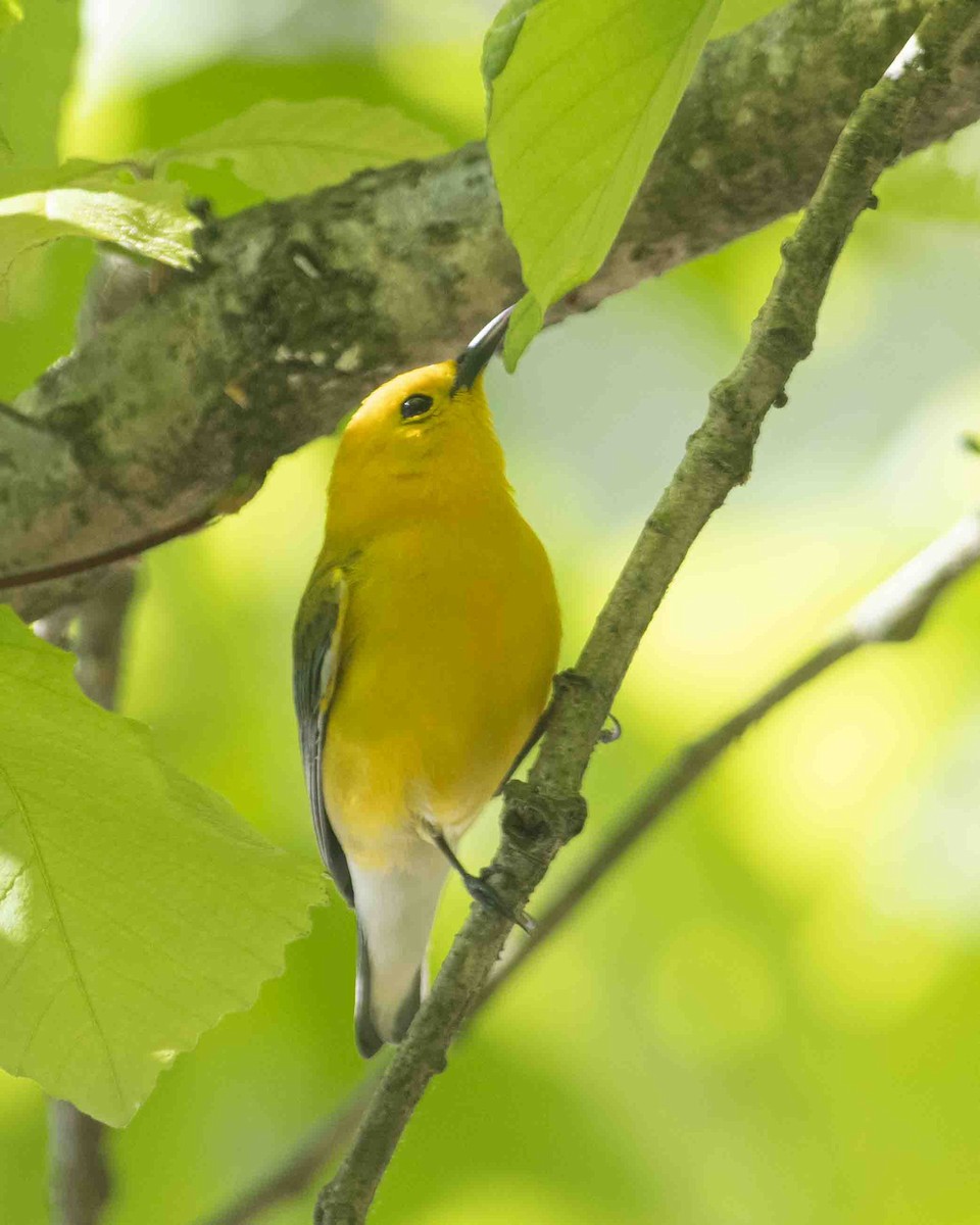 Prothonotary Warbler - ML617948527