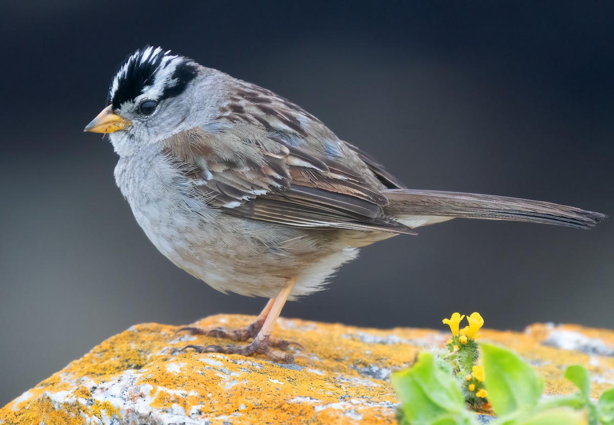 White-crowned Sparrow - ML617948535