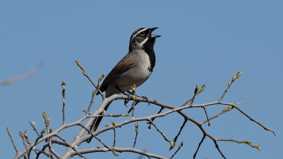 Black-throated Sparrow - Bob Scheidt