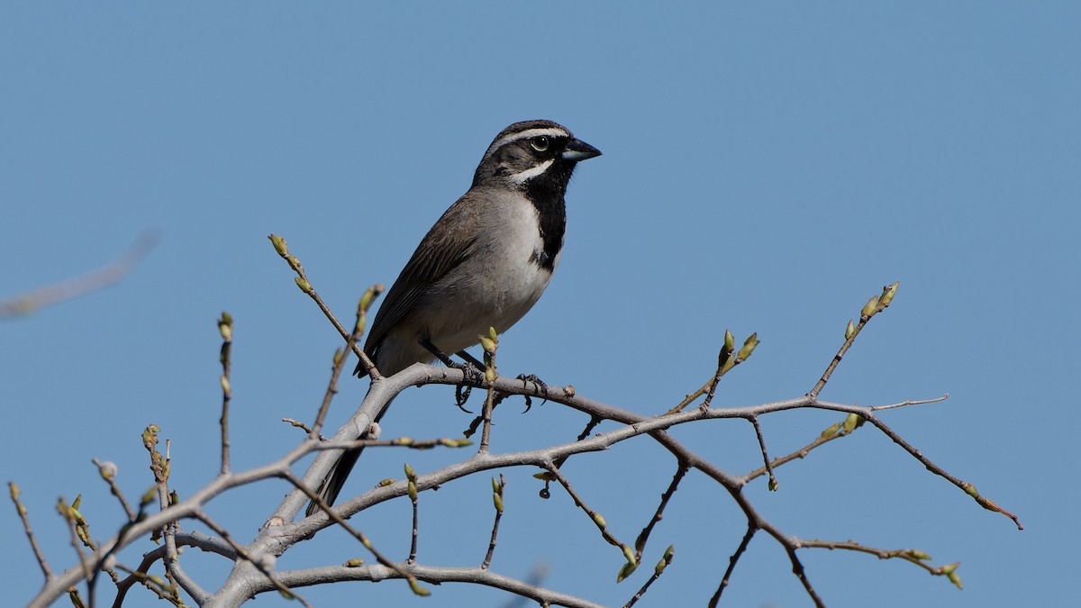 Black-throated Sparrow - ML617948551