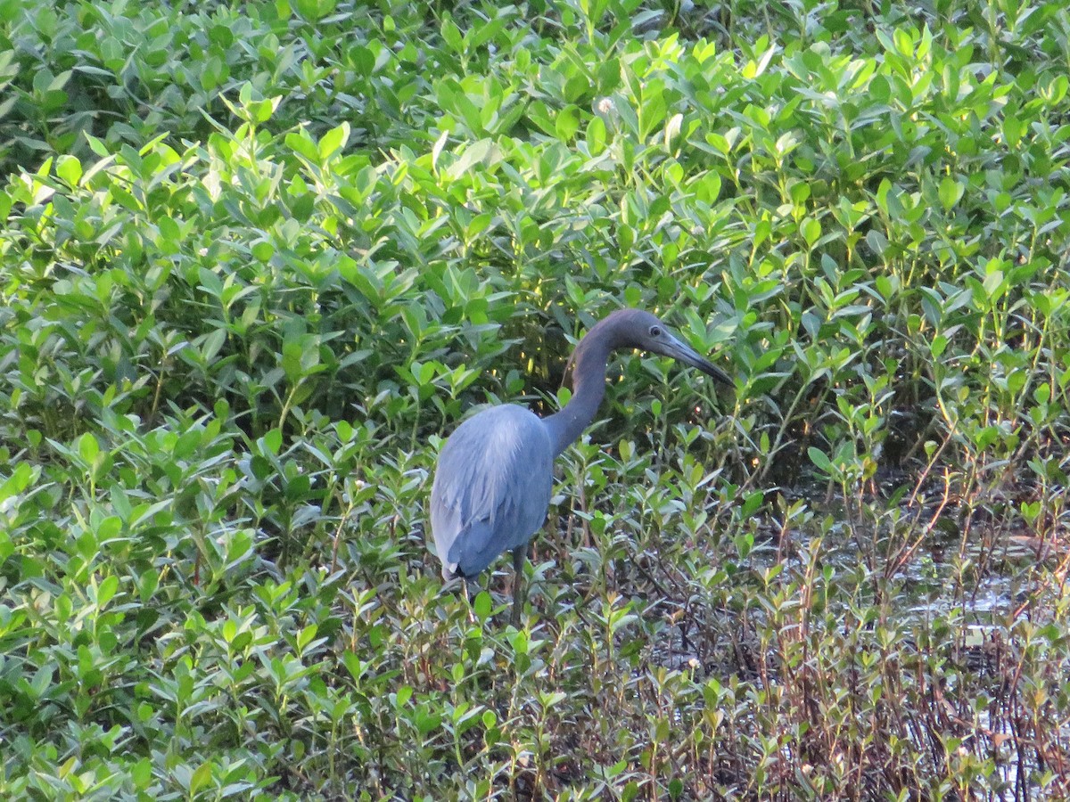 Little Blue Heron - Anne Armstrong