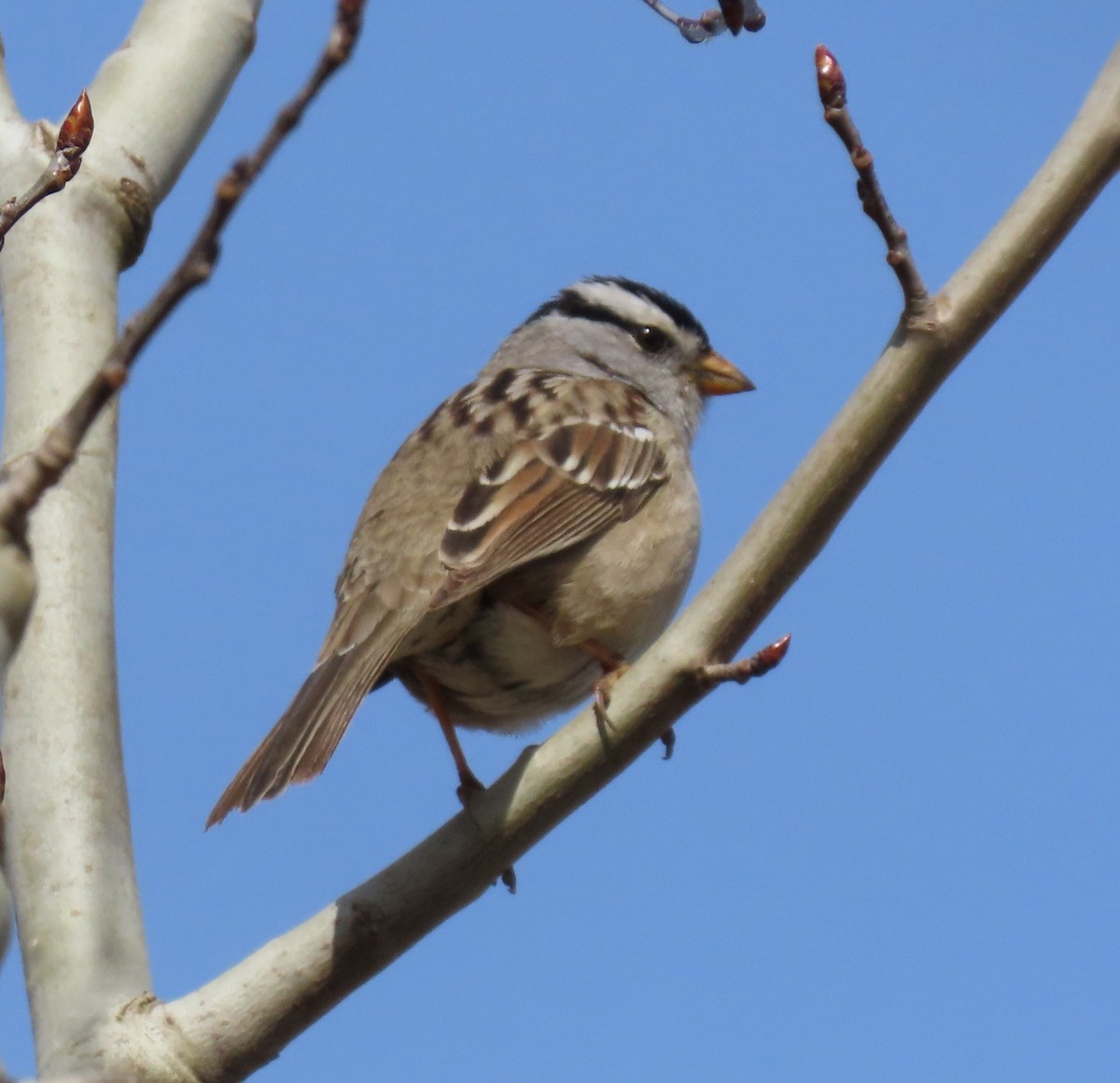 White-crowned Sparrow - Kathryn Clouston