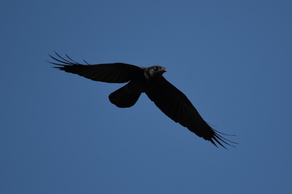 Large-billed Crow - ML617948625