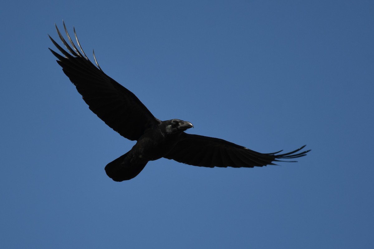 Large-billed Crow - ML617948626