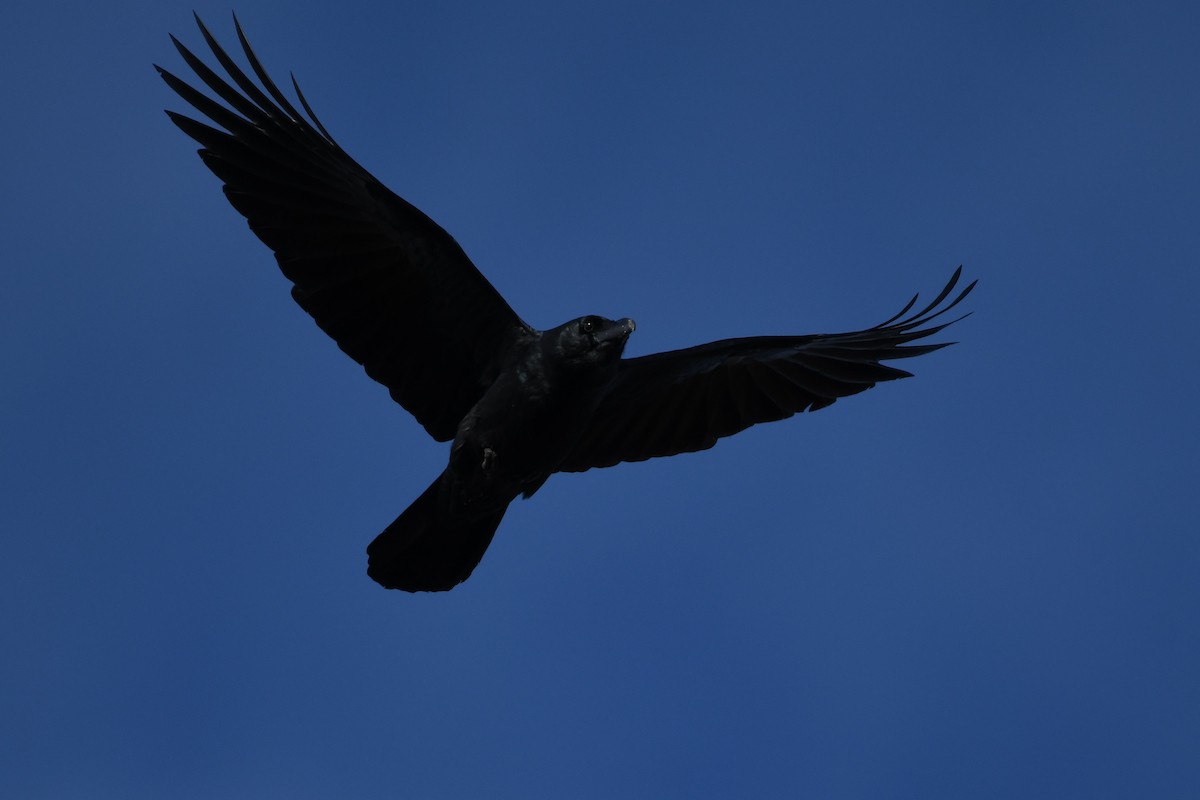 Large-billed Crow - ML617948627