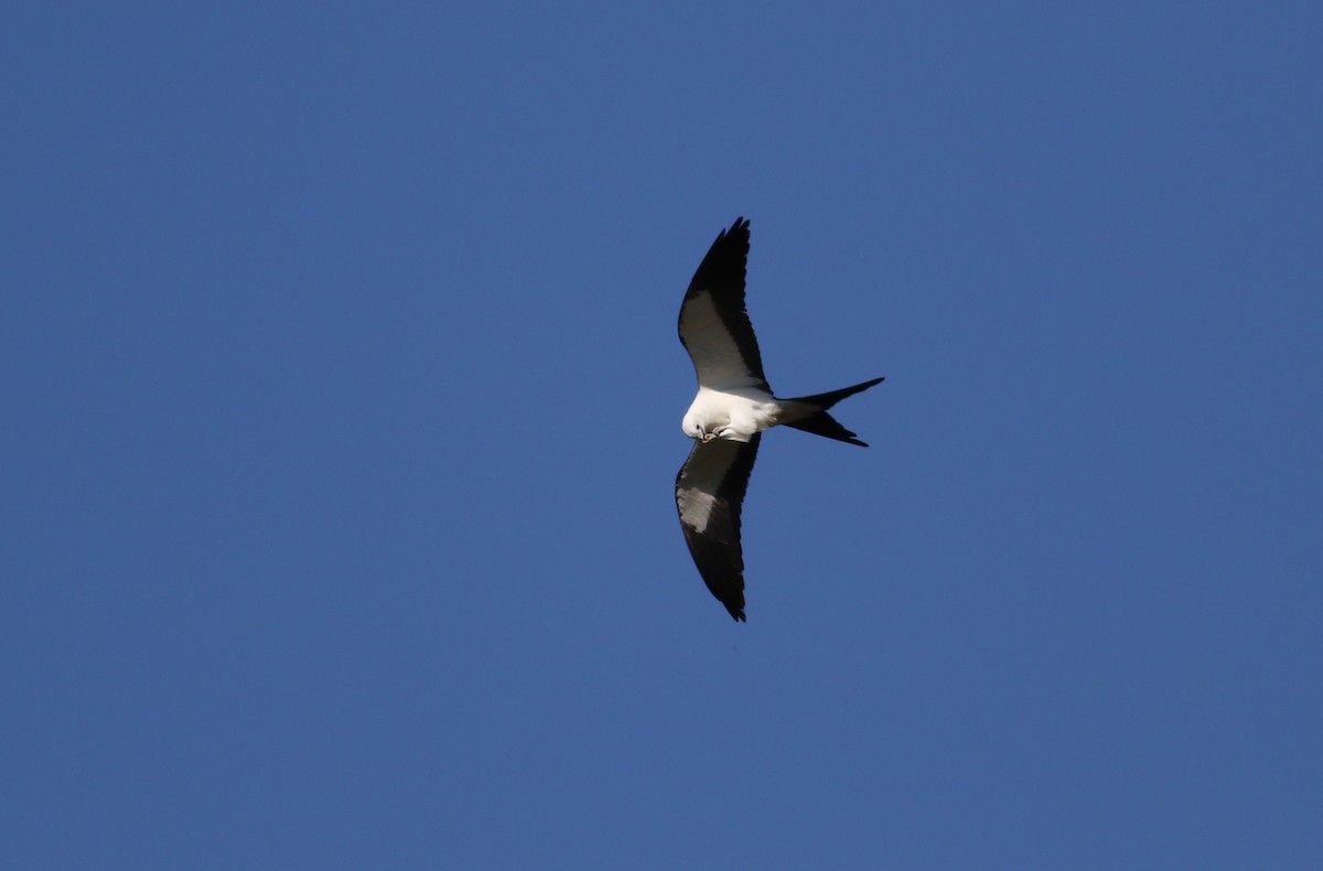 Swallow-tailed Kite - Dan Burton