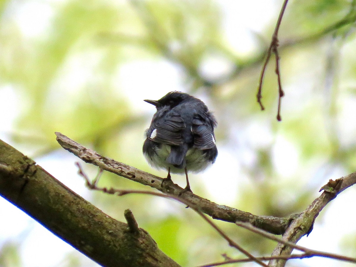 Black-throated Blue Warbler - Benjamin Murphy
