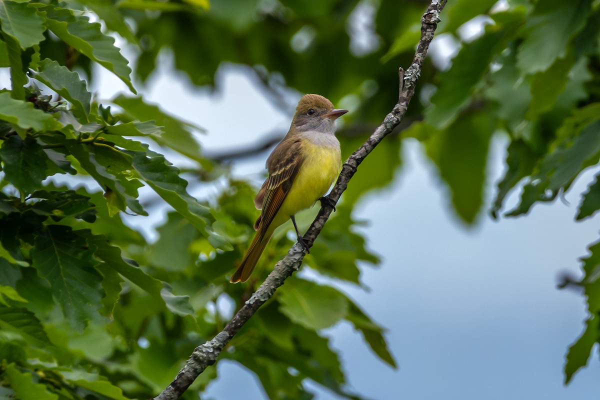 Great Crested Flycatcher - ML617948770