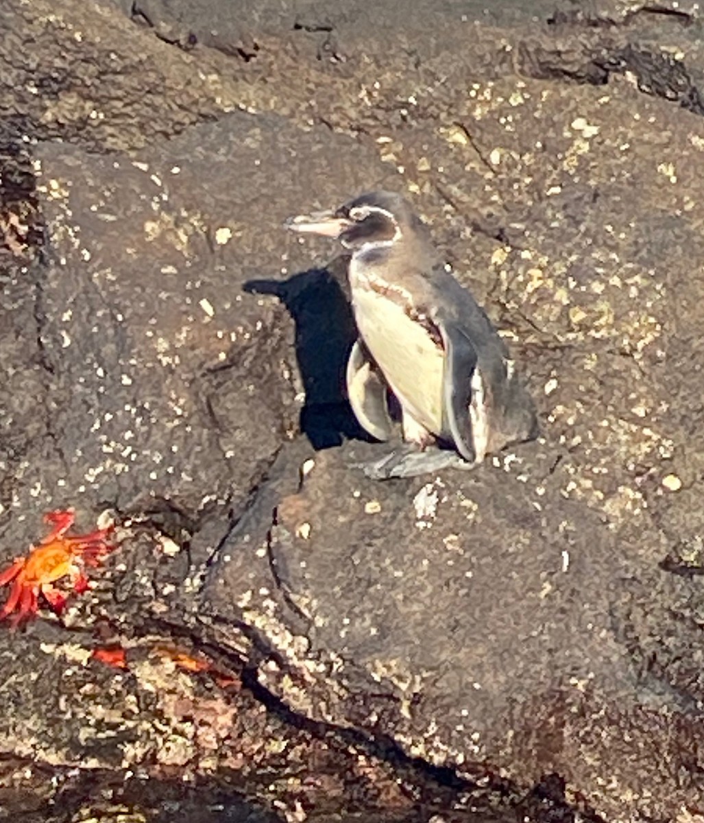 Галапагосский пингвин - ML617948803