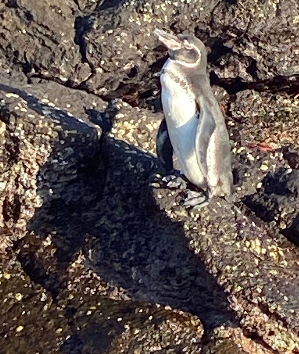 Галапагосский пингвин - ML617948804