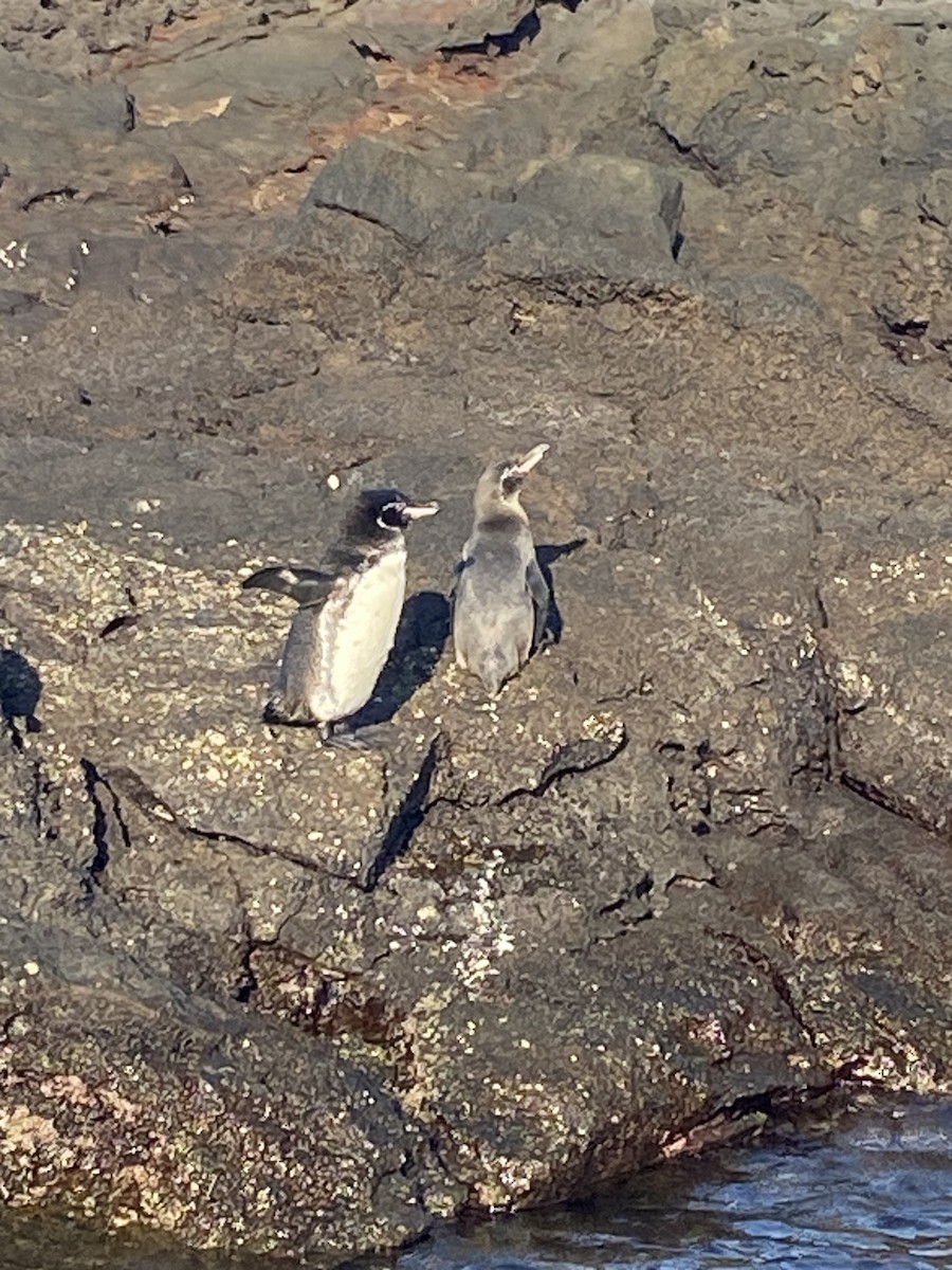 Pingüino de Galápagos - ML617948805