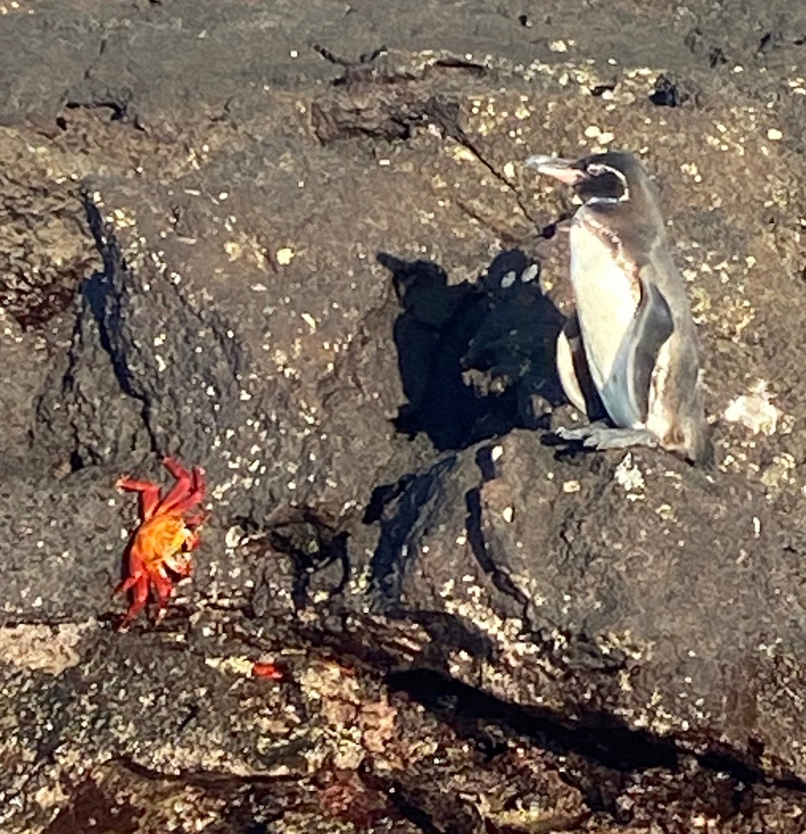 Pingüino de Galápagos - ML617948806