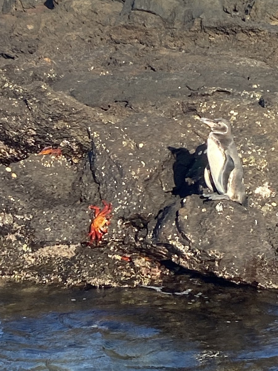 Pingüino de Galápagos - ML617948807