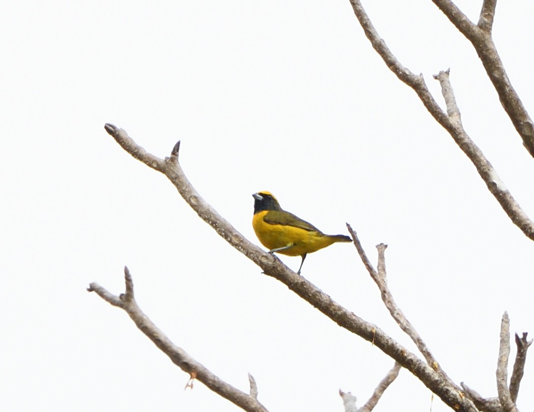 Yellow-crowned Euphonia - Margaret Hough