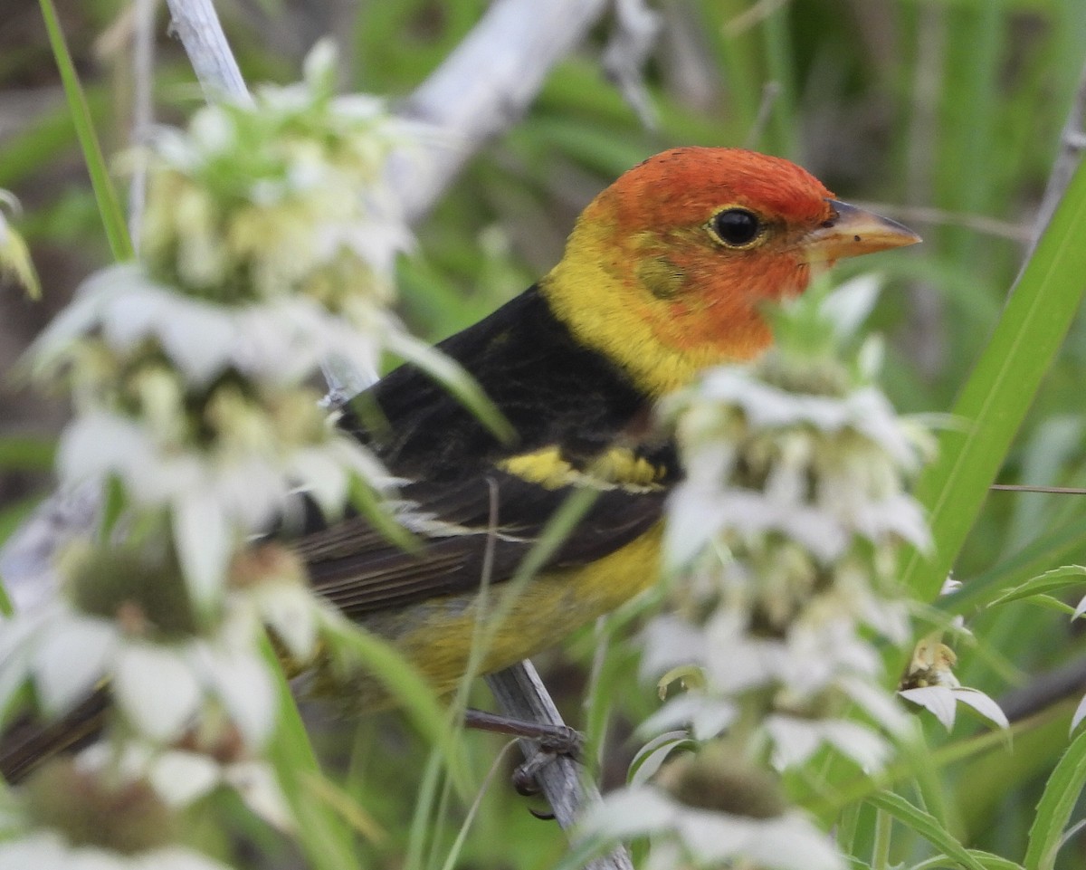 Western Tanager - ML617948833